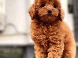 Red Brown Toy Poodle Yavrular