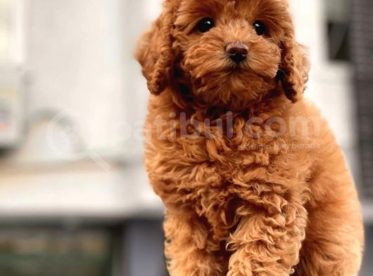 Red Brown Toy Poodle Yavrular görsel