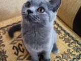 Scotish Straight Blue Dişi 3,5 Aylık