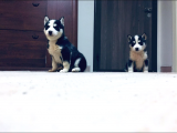 Sağlıklı Husky Yavrularımız