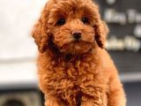 Red Brown Toy Poodle Yavrular