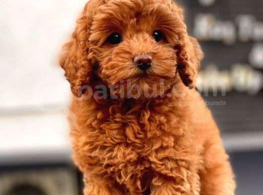Red Brown Toy Poodle Yavrular görsel