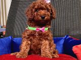 Safkan Toy Poodle Yavrularımız