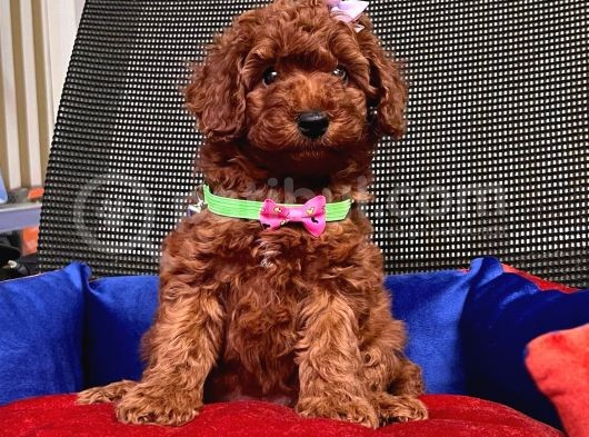 Safkan Toy Poodle Yavrularımız görsel
