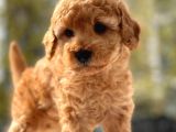 Sevimli Toy Poodle Bebekler