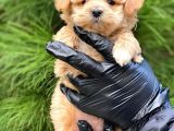 Xxs en Özel Görsel Sahi̇p Mi̇ni̇ Malti̇poo (Dişi)