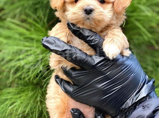 Xxs En Özel Görsel Sahi̇p Mi̇ni̇ Malti̇poo (Dişi)