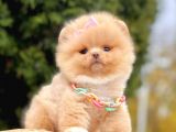 Safkan Pomeranian Boo Yavrularımız
