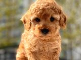 Sevimli Toy Poodle Bebekler