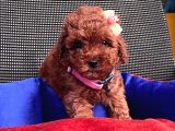 Red Brown Toy Poodle Yavrular