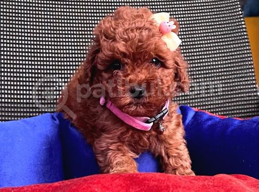Red Brown Toy Poodle Yavrular görsel