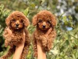 Sevimli Toy Poodle Bebeklerimiz