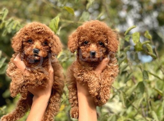 Sevimli Toy Poodle Bebeklerimiz görsel