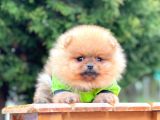 Sevimli Ayıcık Boo Pomeranian Yavrular