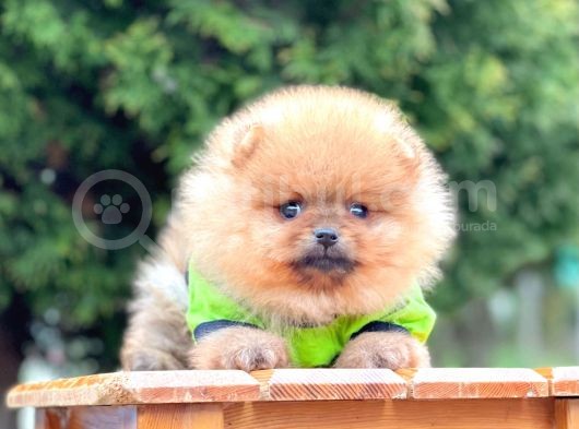 Sevimli Ayıcık Boo Pomeranian Yavrular görsel