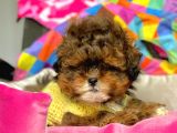 Maltipoo Mini Boy Mix Irk Bebekler