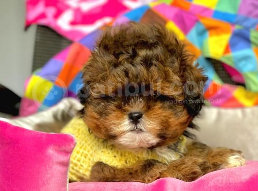Maltipoo Mini Boy Mix Irk Bebekler görsel
