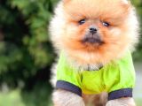 Sevimli Ayıcık Boo Pomeranian Yavrular