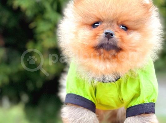 Sevimli Ayıcık Boo Pomeranian Yavrular görsel