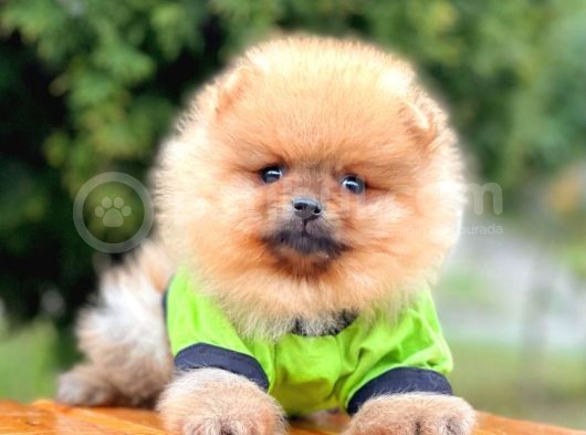 Sevimli Ayıcık Boo Pomeranian Yavrular görsel