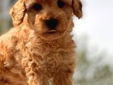 Sevimli Toy Poodle Bebekler