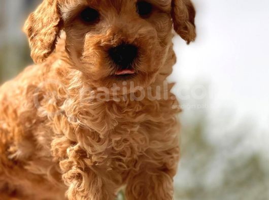 Sevimli Toy Poodle Bebekler görsel