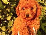 Red Brown Toy Poodle Bebekler