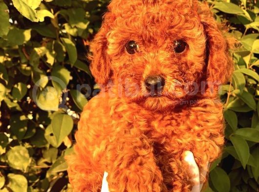 Red Brown Toy Poodle Bebekler görsel