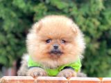 Sevimli Ayıcık Boo Pomeranian Yavrular