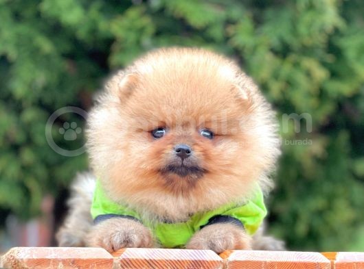 Sevimli Ayıcık Boo Pomeranian Yavrular