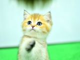 Şampi̇yon Anne Ve Babani Yavrusu Ny11 Golden Bri̇ti̇sh Shorthai̇r Yavrumuz