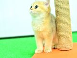 Saf Golden Rengi̇nde Ny11 Bri̇ti̇sh Shorthai̇r Yavrumuz