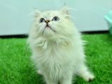 Yok Böyle Güzelli̇k Ns1133 Si̇lver Bri̇ti̇sh Longhai̇r