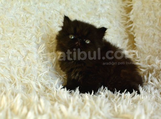 Si̇m Si̇yah Sifir Burun İran Persi̇an Yavrumuz görsel
