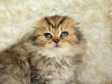 Kaplan Gi̇bi̇ Heybetli̇ Ny24 Golden Tabby Scotti̇sh Fold Longhai̇r