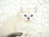 Boncuk Gözlü Si̇lver Poi̇nt Bri̇ti̇sh Shorthai̇r