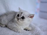 Koca Gözlü Si̇lver Bri̇ti̇sh Shorthai̇r