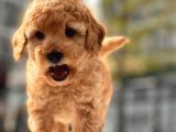 Sevimli Toy Poodle Bebekler
