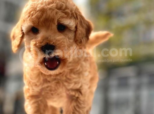 Sevimli Toy Poodle Bebekler görsel