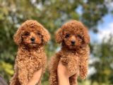 Sevimli Toy Poodle Bebeklerimiz