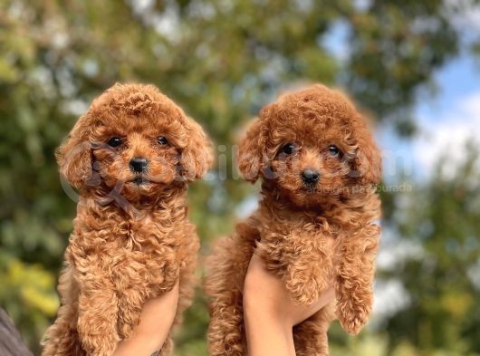 Sevimli Toy Poodle Bebeklerimiz