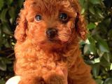 Red Brown Toy Poodle Bebekler