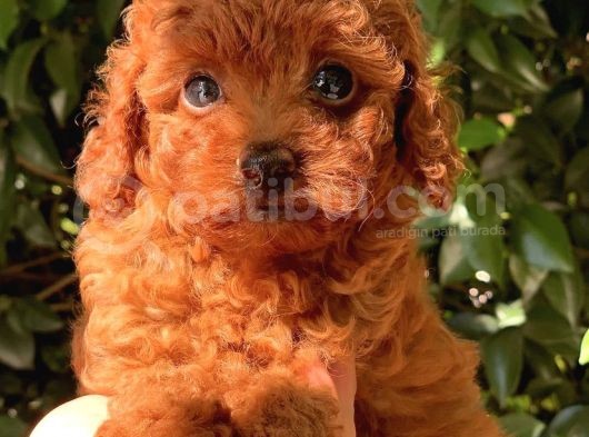Red Brown Toy Poodle Bebekler