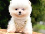 Safkan Pomeranian Boo Yavrularımız