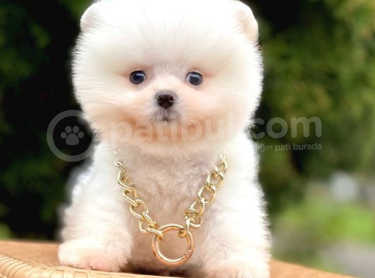 Safkan Pomeranian Boo Yavrularımız görsel