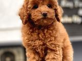 Red Brown Toy Poodle Yavrular
