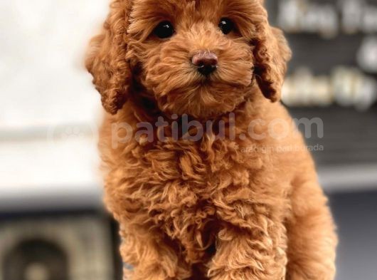 Red Brown Toy Poodle Yavrular görsel