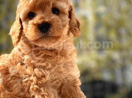 Sevimli Toy Poodle Bebekler