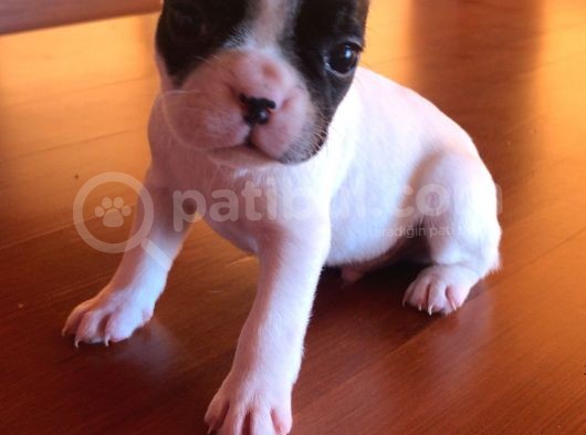 8 Haftalık Has French Bulldog görsel