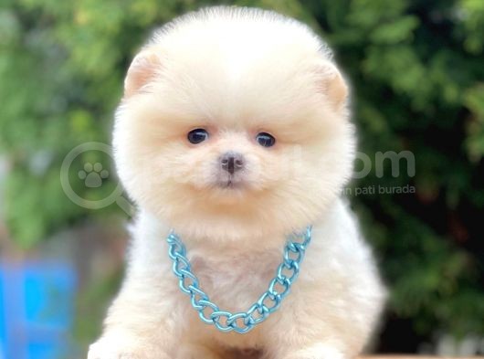 Safkan Pomeranian Boo Yavrularımız görsel